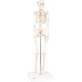 Fabrication Enterprises 3B® Anatomical Model - Shorty The Mini Skeleton on Mounted Base 952158